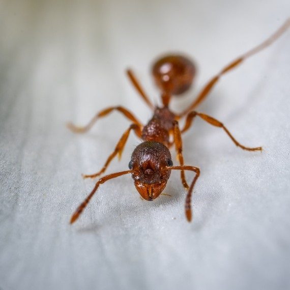 Field Ants, Pest Control in South Kensington, SW7. Call Now! 020 8166 9746