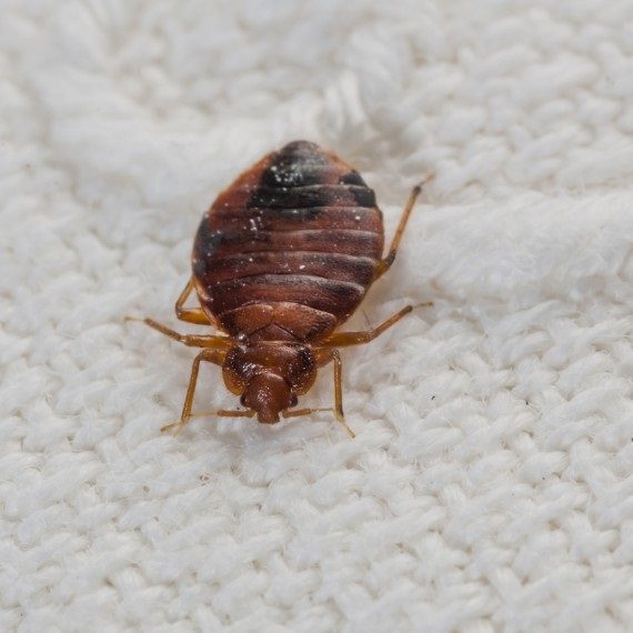 Bed Bugs, Pest Control in South Kensington, SW7. Call Now! 020 8166 9746