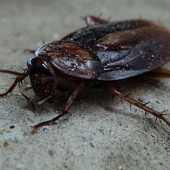 Cockroaches, Pest Control in South Kensington, SW7. Call Now! 020 8166 9746