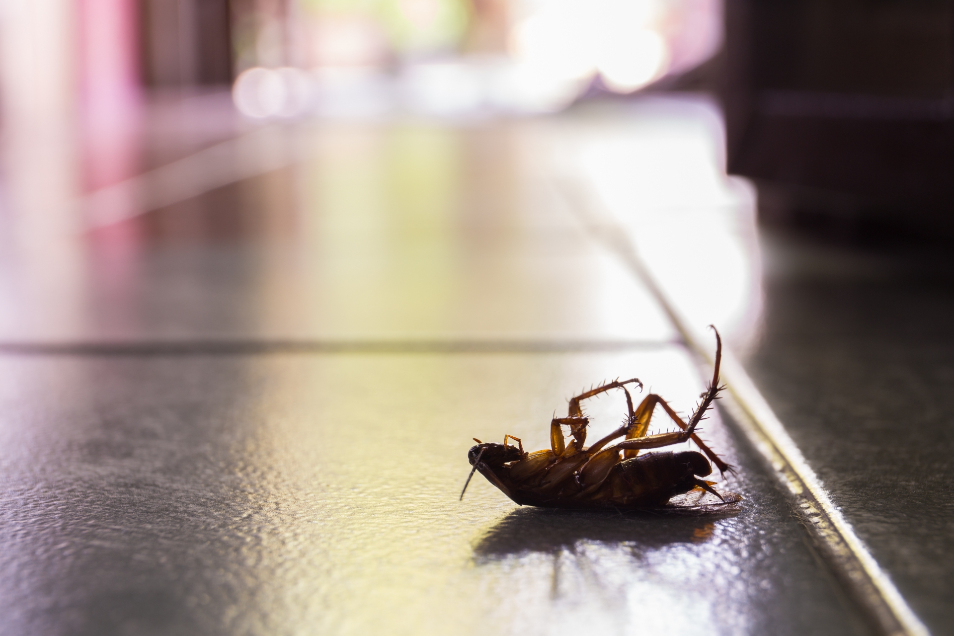 Cockroach Control, Pest Control in South Kensington, SW7. Call Now 020 8166 9746