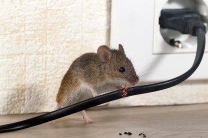 Pest Control in South Kensington, SW7. Call Now! 020 8166 9746