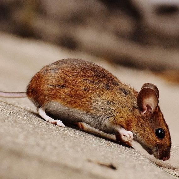 Mice, Pest Control in South Kensington, SW7. Call Now! 020 8166 9746