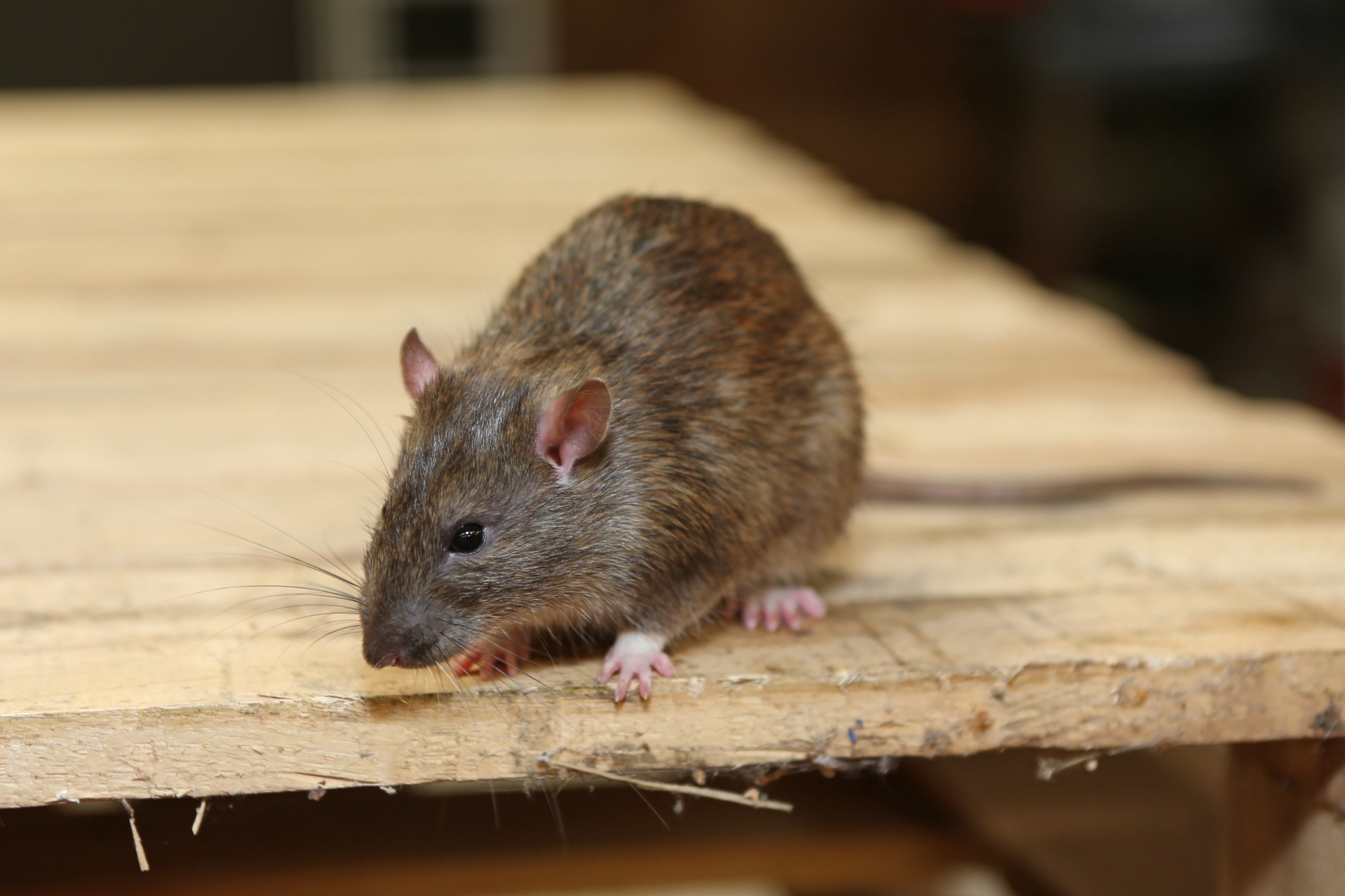 Rat Infestation, Pest Control in South Kensington, SW7. Call Now 020 8166 9746