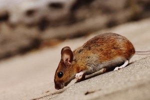 Mouse extermination, Pest Control in South Kensington, SW7. Call Now 020 8166 9746