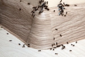 Ant Control, Pest Control in South Kensington, SW7. Call Now 020 8166 9746