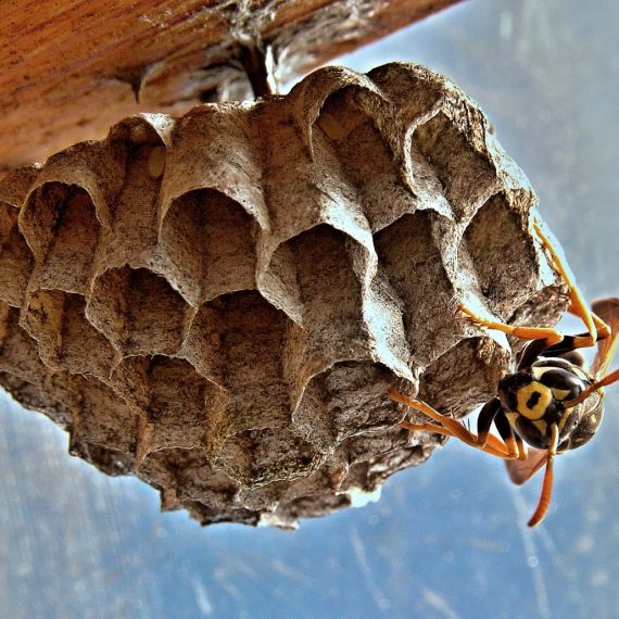 Wasps Nest, Pest Control in South Kensington, SW7. Call Now! 020 8166 9746