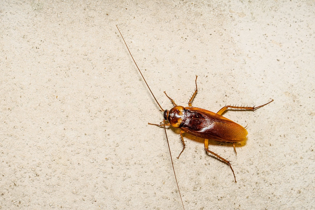 Cockroach Control, Pest Control in South Kensington, SW7. Call Now 020 8166 9746