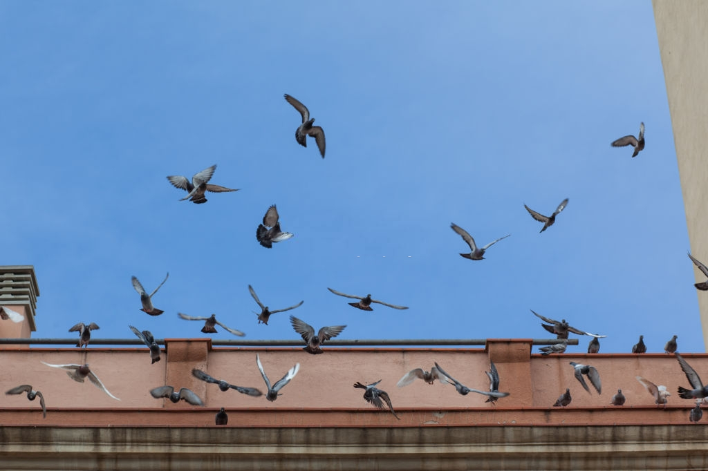 Pigeon Control, Pest Control in South Kensington, SW7. Call Now 020 8166 9746