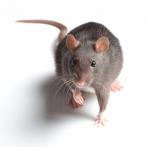 Rats, Pest Control in South Kensington, SW7. Call Now! 020 8166 9746