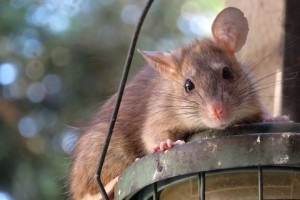 Rat Control, Pest Control in South Kensington, SW7. Call Now 020 8166 9746